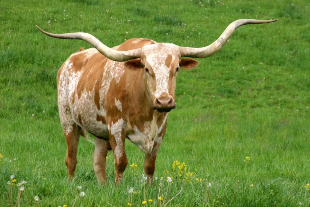 Wie symbolisiert der Longhorn Texas?